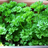 Parsley Herb Live Plant, Edible Fragrant Herb Plant, 4-7 Inch Tall
