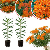 Set of 2 Orange Milkweed Live Plant 4-6" Tall