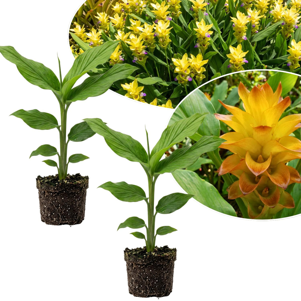 Yellow Curcuma Ginger Live Plant, Ginger Flower in Garden, 4-6 Inch Tall
