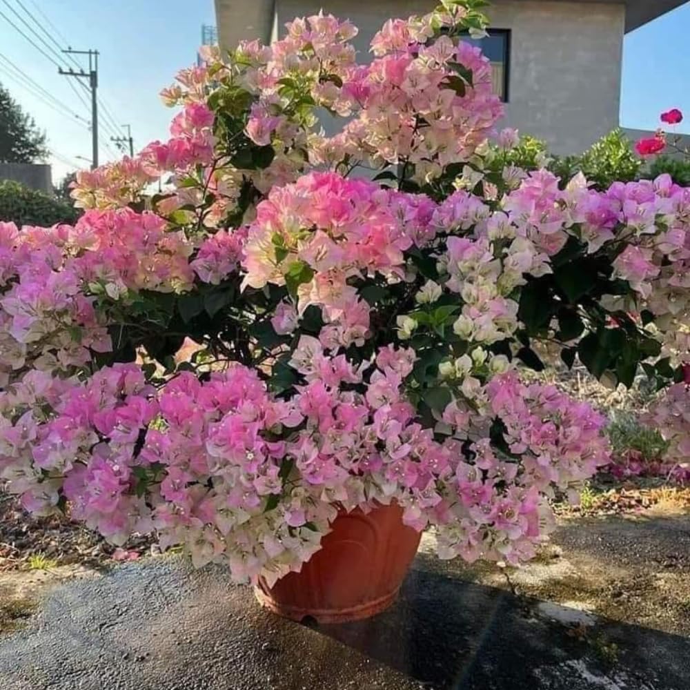 Grown with real care