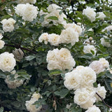 Climbing Rose Live Plant, Fragrant Rose Flower Plant, 2-3 Inch Tall