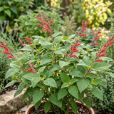 Pineapple Salvia Sage Live Plant, Home Garden Flower, 4-7 Inch Tall
