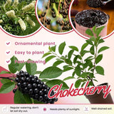Chokecherry Live Plant, 5-8 Inches Tall