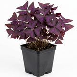Purple Shamrock Oxalis Plant Live, Indoor Plant, 4-6 Inch Tall, 4 Inch Pot