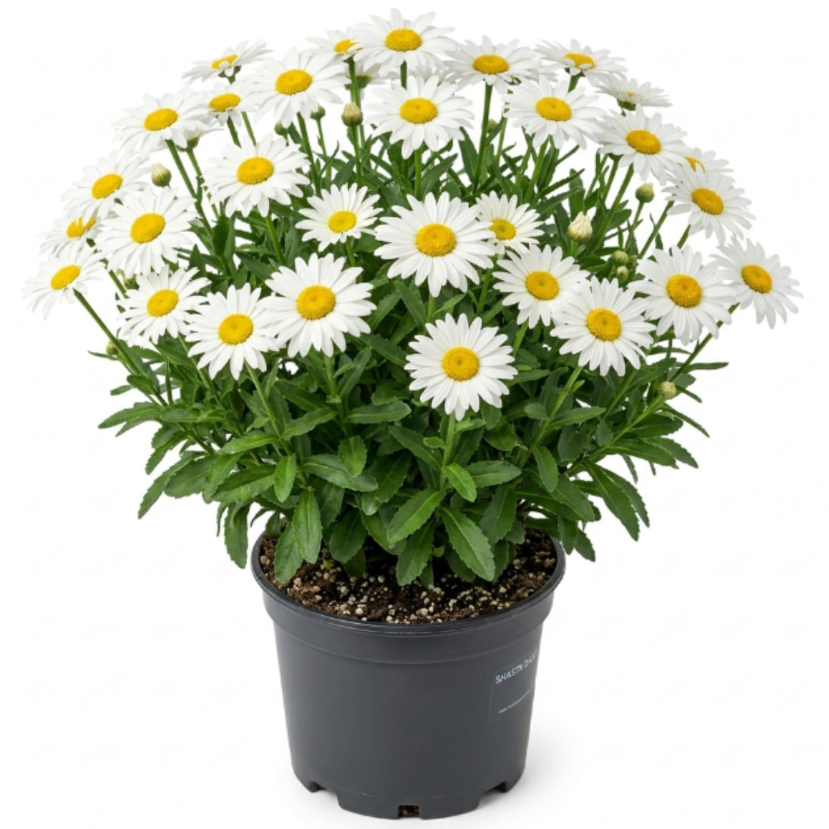 White Daisy Plant Live, Flowering Plant, 3-5 Inch Tall, 3 Inch Pot
