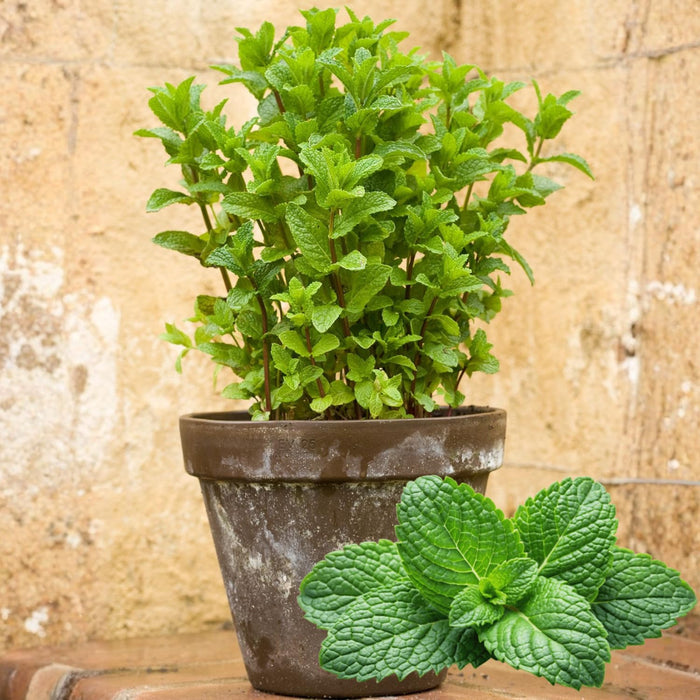 Herbs