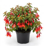Red Orange Fuchsia Live Plant, Long Blooming Flower, 5 Inch Pot