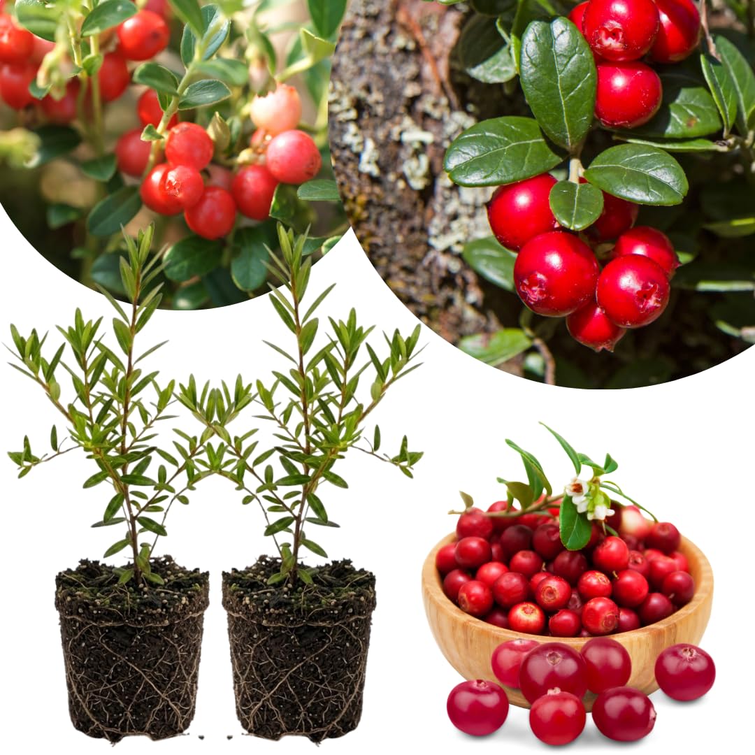 2 Cranberry Hibiscus Plants Live, Flower Plant, 3-5 Inch Tall