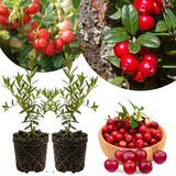 2 Cranberry Hibiscus Plants Live, Flower Plant, 3-5 Inch Tall
