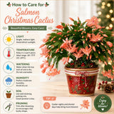 Salmon Christmas Cactus Live Plant, 4-6 Inch Tall