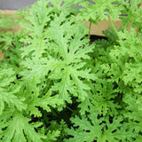 2 Citronella Plants Live, Hardy Perennial Plant, 4 Inch Pot