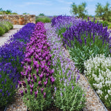 2 Spanish Lavender Live Plants, Hardy Perennial Flower Plant, 3-5 Inch Tall