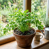 Parsley Plants Live, Culinary Herb Garden Plant, 4-7 Inch Tall