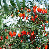 Sweet Goji Berry Plant Live, Starter Plant