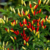 Hot Yellow Red Pepper Plants Live, 2 Plants Per Pot, 3-6 Inch Tall