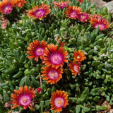 Red Ice Plant Live Plant, Ground Cover, 4 Inch Pot