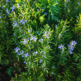 2 Rosemary Live Plants, Kitchen Herb Garden Plant, 4 Inch Pot