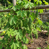 Green Bitter Melon Live Plant, Bitter Gourd Vine, 4-7 Inch Tall, 4 Inch Pot