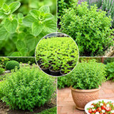 Oregano Live Plant, Herb Plant, 4-6 Inch Tall, 3.5 Inch Pot