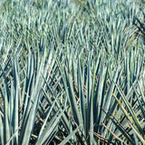 Blue Agave Live Plant, Xeriscape Garden Plant, 4 Inch Pot
