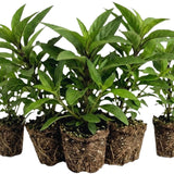 6 Blue Live Petunia Plants, Ready to Grow Plant, 5-7 Inch Tall