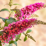 2 Raspberry Butterfly Bushes Plants Live, Flower Bush, 5-7 Inch Tall