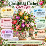 Random Color Christmas Cactus Live Plant, 3 Inch Pot, 2 Plants Per Pot