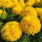 Yellow African Marigold Live Plant 4" Pot