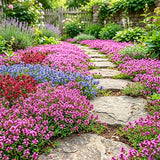 12000 Mix Creeping Thyme Seeds, Perennial Ground Cover Plants