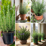 Rosemary Live Plant 4-7 Inch Tall