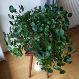 Live Money Plant, Pilea Peperomioides Plant Live 2 Inch Pot