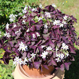 Purple Shamrock Oxalis Live Plant, 4-7 Inch Tall, 4 Inch Pot