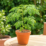 2 Moringa Live Plants, Herb Tree, 4-7 Inch Tall, 4 Inch Pot