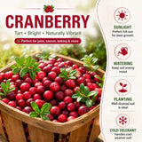 Cranberry Hibiscus Live Plant, Hardy Perennial Flower, 3-5 Inch Tall