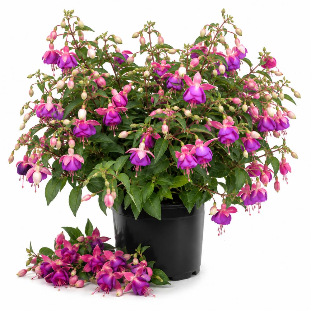 White Purple Fuchsia Live Plant, Flower Plant, 4-8 Inch Tall in 5 Inch Pot