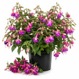 White Purple Fuchsia Live Plant, Flower Plant, 4-8 Inch Tall in 5 Inch Pot