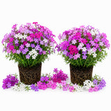 2 Creeping Phlox Flower Live Plants, Well-Rooted Flower Plug, 5-7 Inch Tall