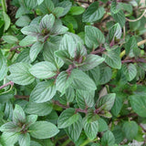 Chocolate Mint Live Plant 4-7 Inch Tall in 3.5 Inch Pot