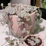 Variegated String of Hearts in 4 Inch Pot