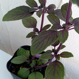 2 African Blue Basil Live Plants, Fresh Herb Seedling, 3-4 Inch Tall