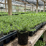 2 Creeping Phlox Flower Live Plants, Well-Rooted Flower Plug, 5-7 Inch Tall