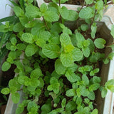 Apple Mint Live Plant, 3–5 Inch Tall