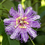 Purple Passion Flower Plant Live, Flower Vine, 4-7 Inch Tall