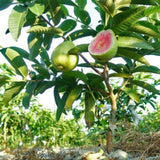 Pink Guava Fruit Tree Live Plant, Patio Container Fruit Tree