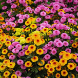 2 Chrysanthemum Live Plants, Spring Bloom Flower Plant, 5 Inch Tall