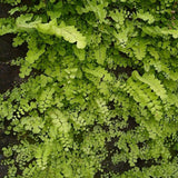 Pacific Maidenhair Fern Live Plant in 2.5 Inch Pot