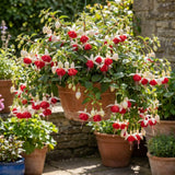 Red White Fuchsia Live Plant, 4-8 Inch Tall, 5 Inch Pot