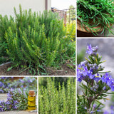 Rosemary Plant Live, Outdoor Garden Herb Plant, 4-6 Inch Tall, 4 Inch Pot
