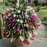 Random Color Christmas Cactus Live Plant, 3 Inch Pot, 2 Plants Per Pot