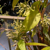 White Night Blooming Jasmine Flower Live Plant, Flower Vine, 4-6 Inch Tall
